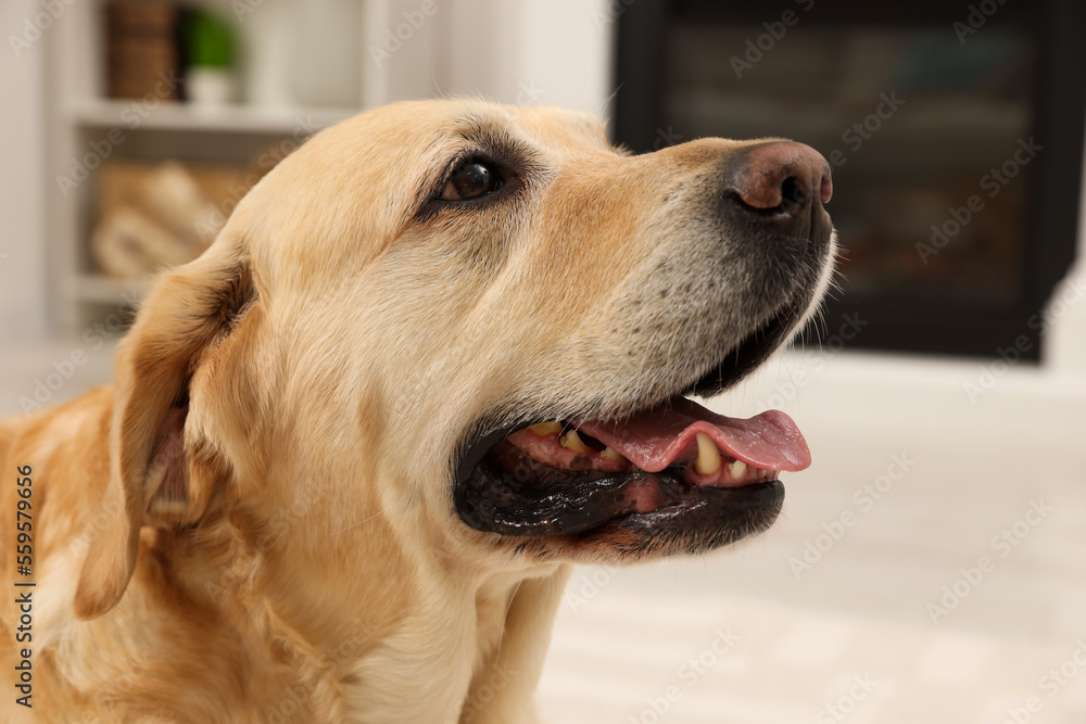 Cute Golden Labrador Retriever at home, closeup view