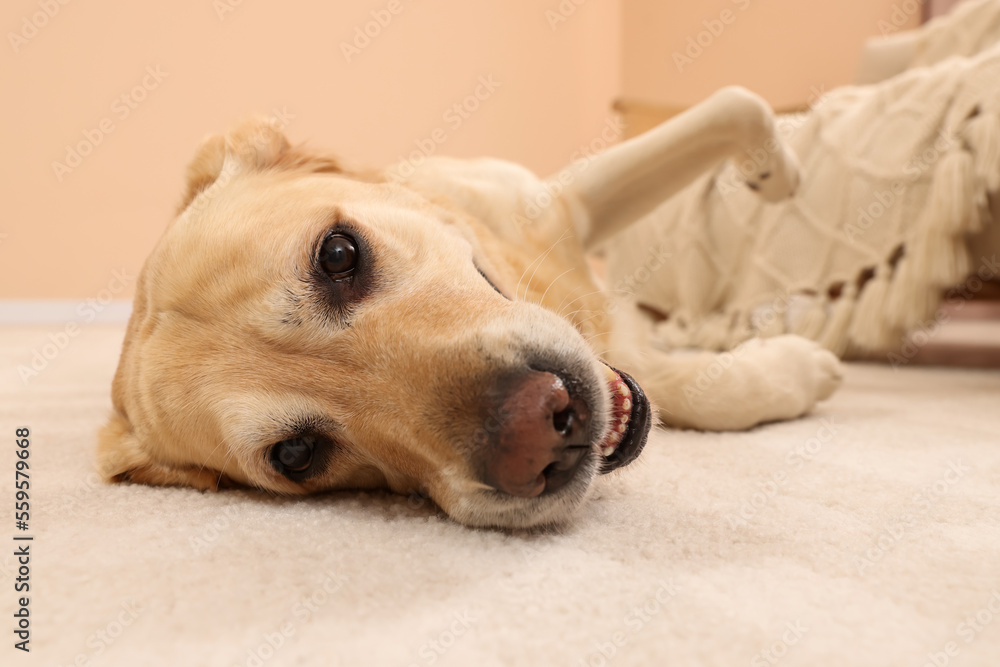 Cute Golden Labrador Retriever on floor in room, closeup Cute Golden Labrador Retriever on floor in room, closeup