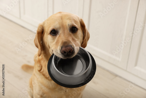 Cute hungry Labrador Retriever carrying feeding bowl in his mouth indoors