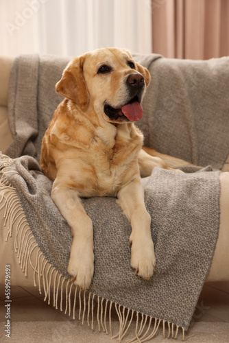 Fototapeta Naklejka Na Ścianę i Meble -  Cute Golden Labrador Retriever on couch in living room