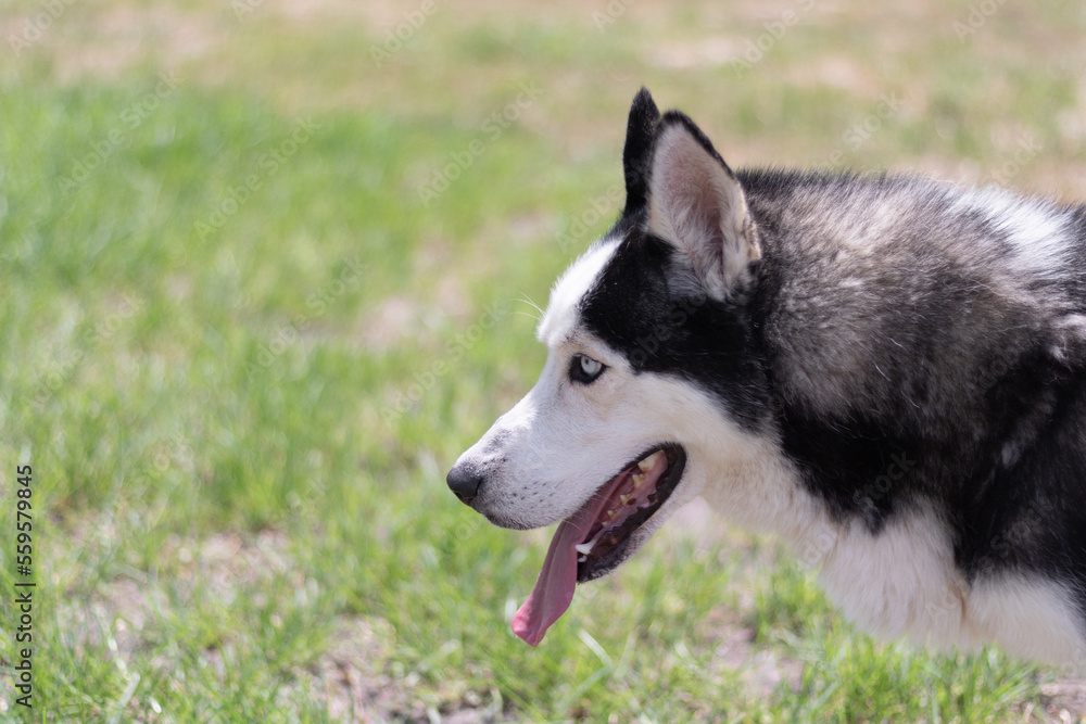 Homeless dog at shelter outside playing in yard waiting for adoption Homeless dog at shelter outside playing in yard waiting for adoption