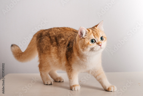 Beautiful cute orange cat