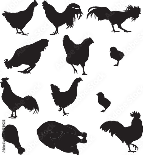 Set of chicken Silhouettes. Vector Image