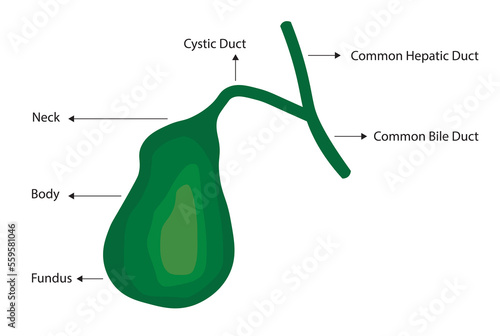 Gallbladder organ strucutres illustration. gallbladder and billie duct illustration. photo