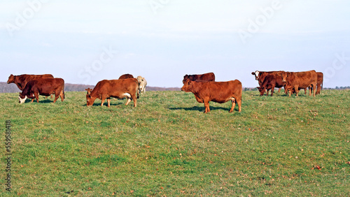 Brown Cows grazing at pasture