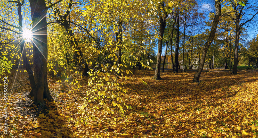 Obraz premium The sun in the branches on Elagin Island in St. Petersburg in autumn .