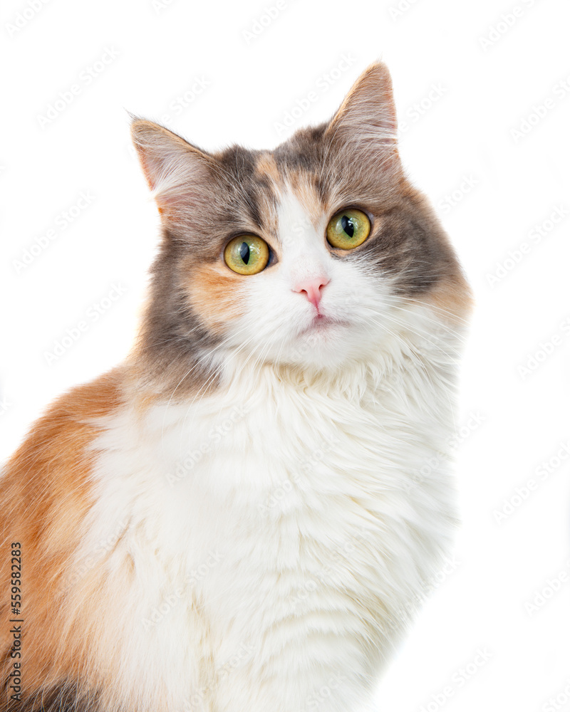 Funny cute beautiful fluffy cat isolated on the white background Funny cute beautiful fluffy cat isolated on the white background
