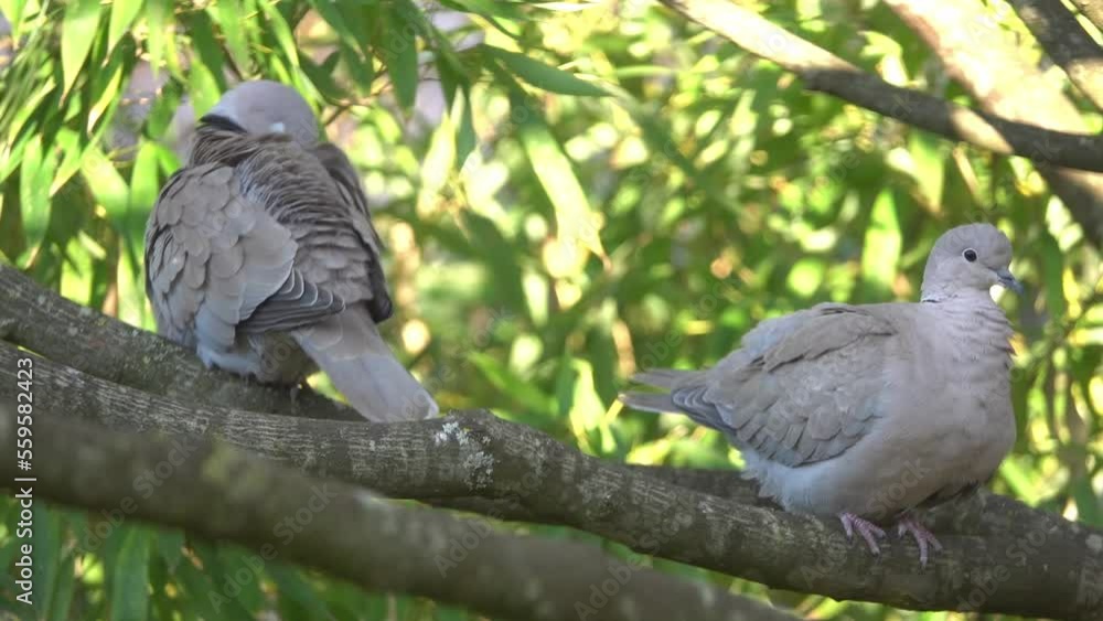 A turtle doves couple on a tree branch