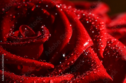 Red rose flower with water drops macro