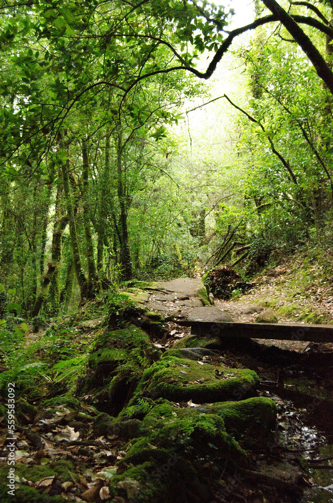 Fototapeta premium Camino de árboles en la naturaleza