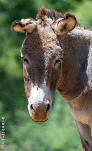 Donkey portrait. Photographed on a farm in the Free State, South Africa.