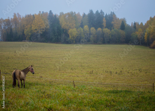 a beautiful horse grazes in a pasture in the early morning mist, the horse eats grass