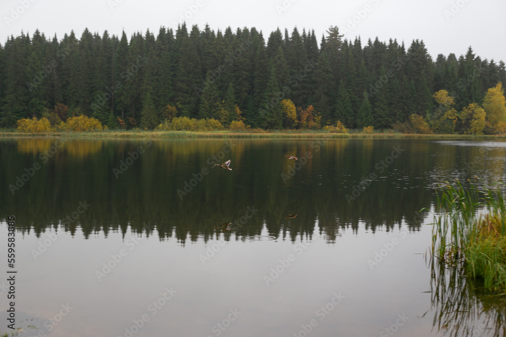view from the shore to the lake and the opposite shore on which spruce, pine, trees with yellow leaves grow. autumn, cloudy