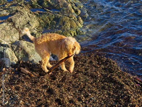 Lagotto Romagnolo orange puppy playing with driftwood at the shore of Sidney BC © pr2is