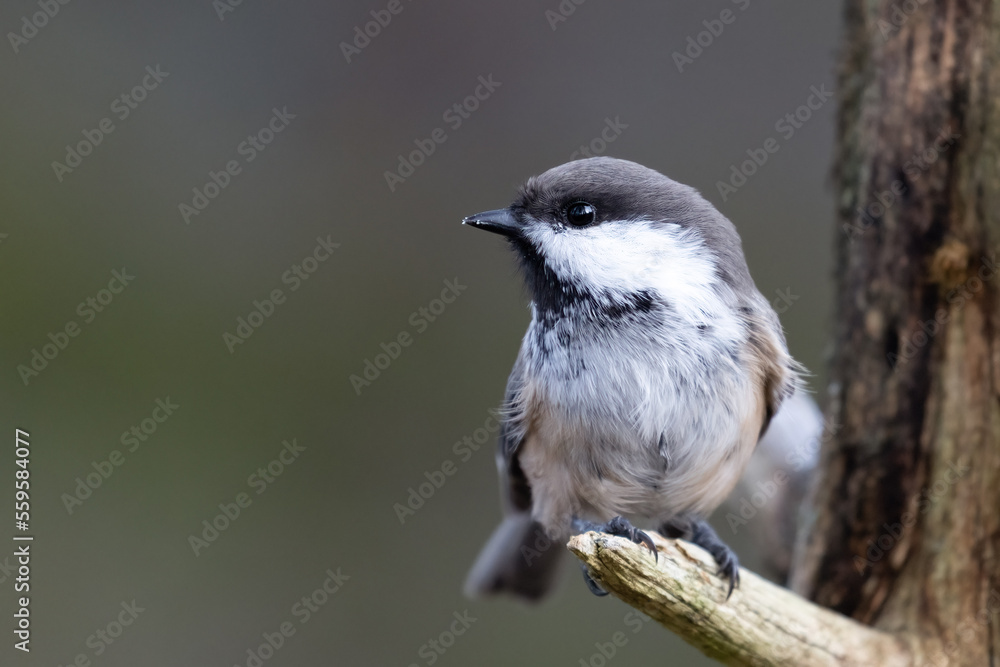 Fototapeta premium Siberian tit