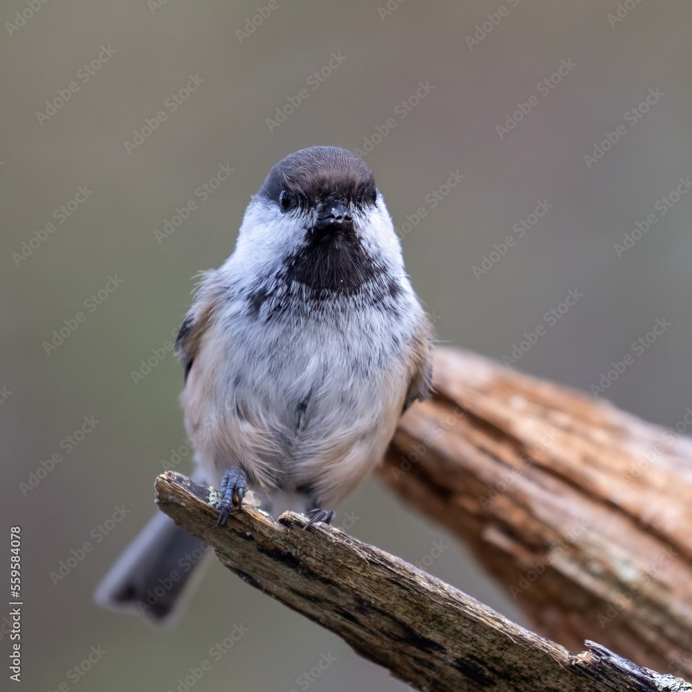 Obraz premium Siberian tit