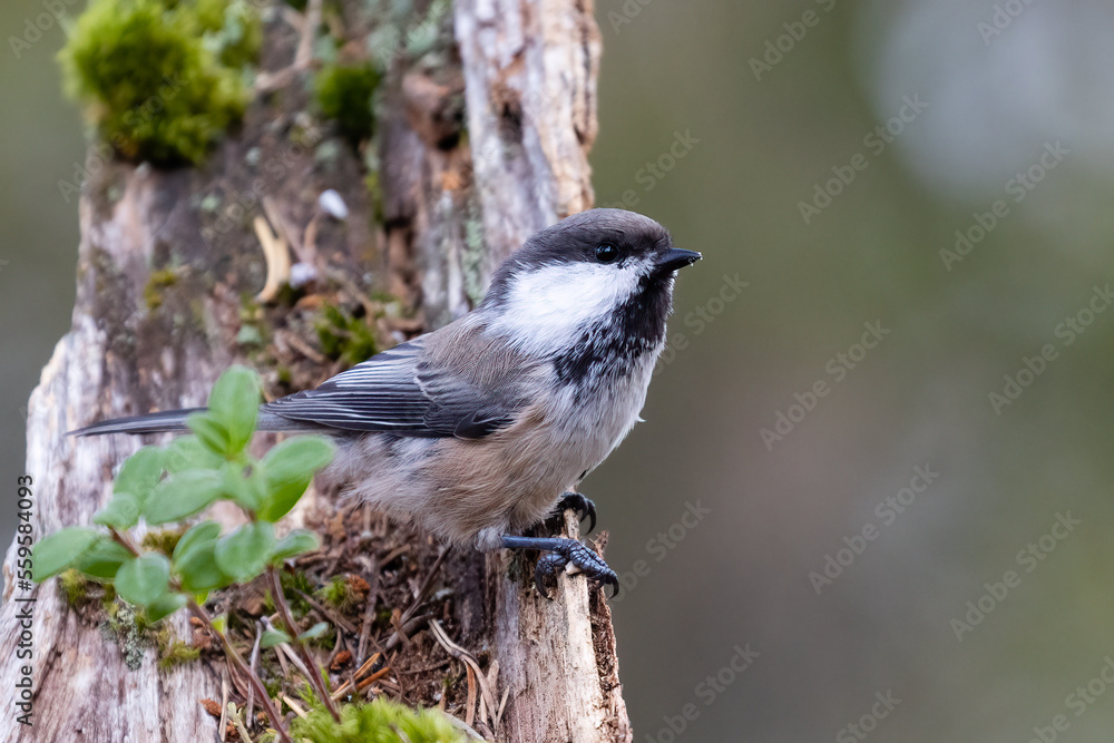 Naklejka premium Siberian tit