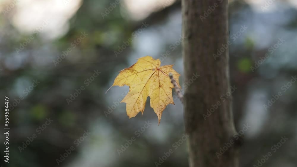 Autumn leaves in the forest Autumn leaves in the forest
