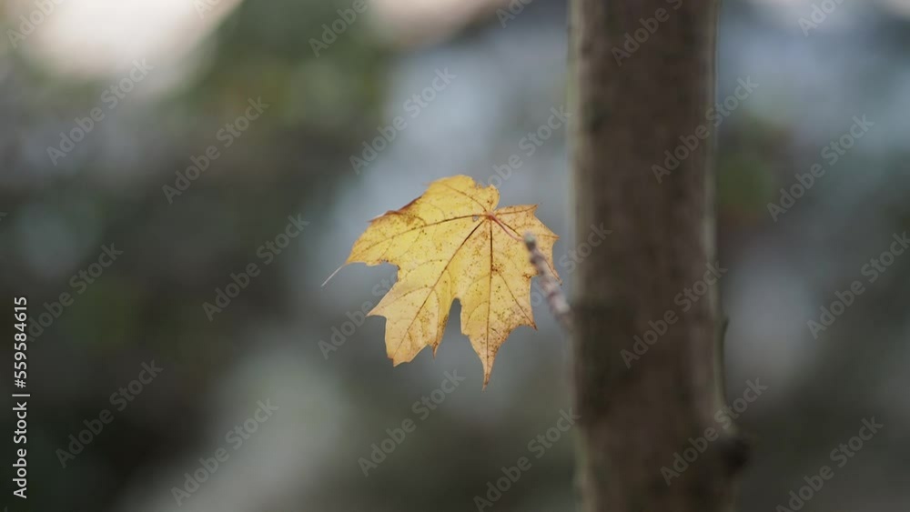 Autumn leaves in the forest Autumn leaves in the forest