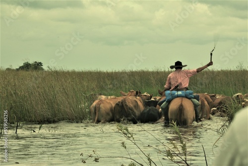 Arreando ganado en Iberá photo