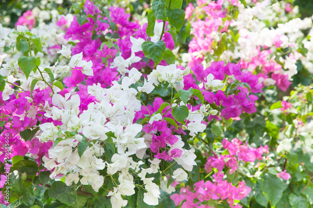 Bougainvillea flowers on branches with green leaves on a blurred background. A popular ornamental plant in coastal areas. Close up photo. Bright floral background. Bougainvillea flowers on branches with green leaves on a blurred background. A popular ornamental plant in coastal areas. Close up photo. Bright floral background.