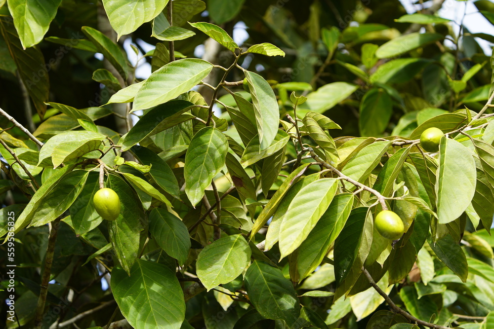 Poraqueiba sericea (common name: umari) is a species of tree in the family Metteniusaceae. It is native to South America. Near Mamori Lake, Amazonas – Brazil.