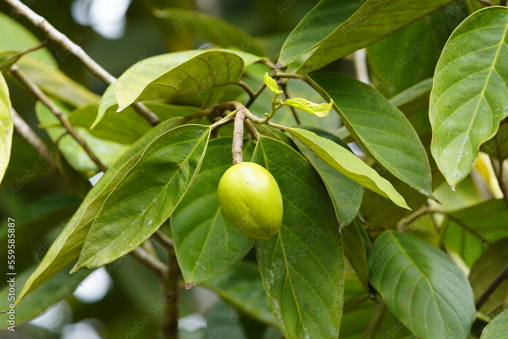 Poraqueiba sericea (common name: umari) is a species of tree in the family Metteniusaceae. It is native to South America. Near Mamori Lake, Amazonas – Brazil. Poraqueiba sericea (common name: umari) is a species of tree in the family Metteniusaceae. It is native to South America. Near Mamori Lake, Amazonas – Brazil.