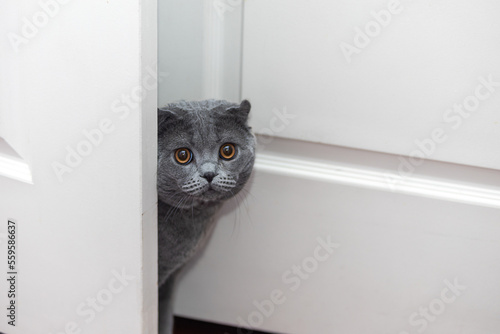 Scottish fold cat watching from the door 