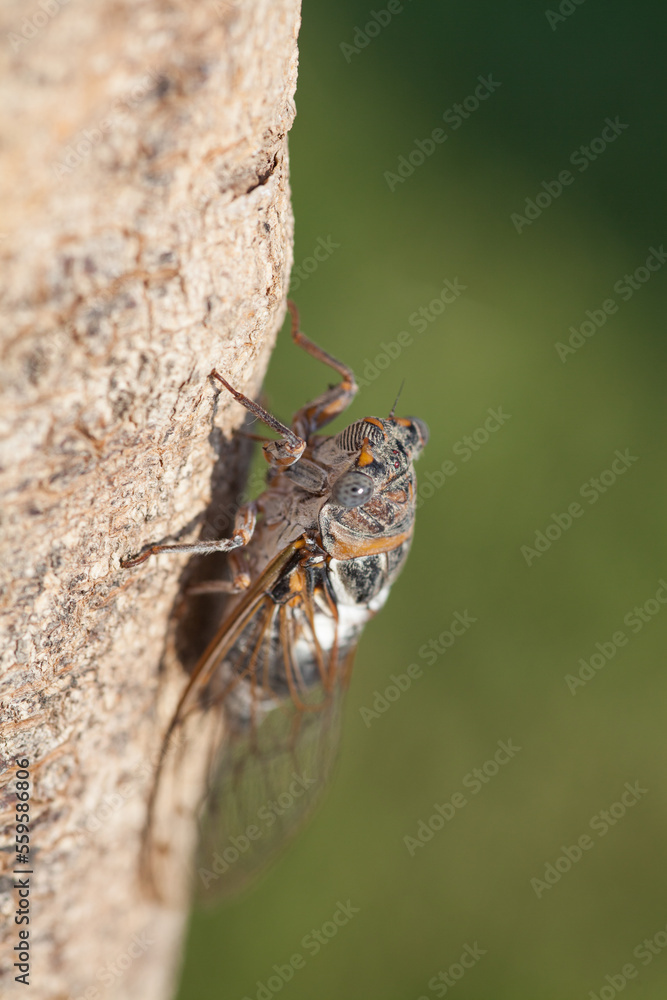Cicadidae on the tree trunk. Flora of Turkey. Macro close up. Selecred focus. Wings of insects. Eyes of insect Cicadidae on the tree trunk. Flora of Turkey. Macro close up. Selecred focus. Wings of insects. Eyes of insect