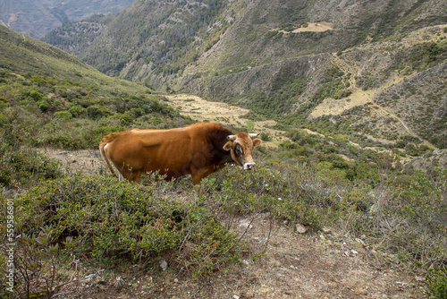 Brown mountain cow grazing in the paramo of Merida in Venezuela  © seventov