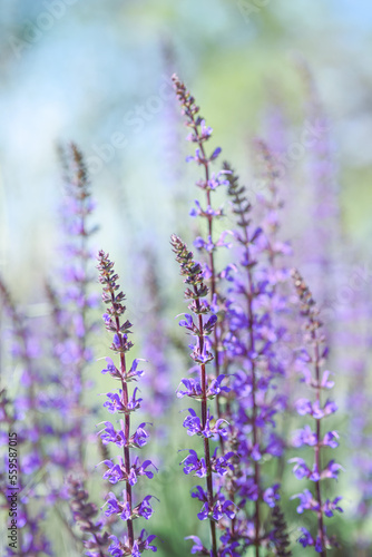 Summer herbal background. Wild purple flowers in the meadow, morning sun.
