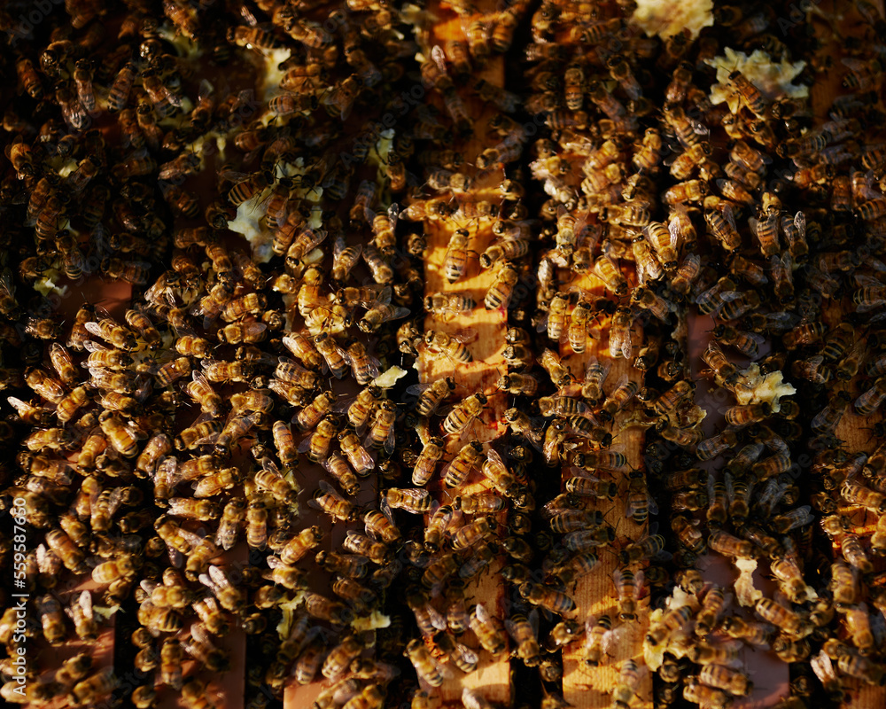 honey bee beekeeping beekeper checking on their beehive honeycomb wearing protective gear and a hat with a net in the forest during summer time in finland close up of a honeycomb full of wasps