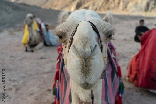Fototapeta samoprzylepna Wielbłąd