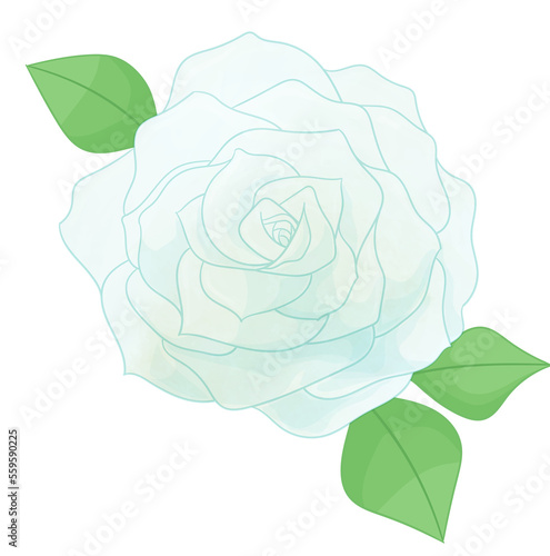 rose flowers romantic composition