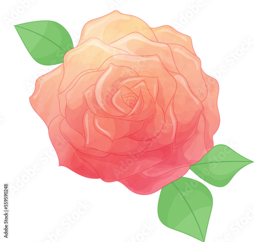 rose flowers romantic composition