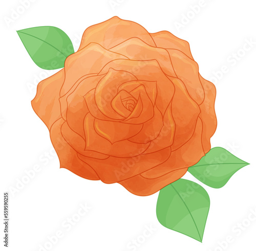 rose flowers romantic composition
