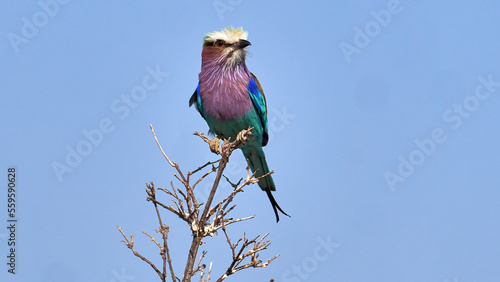 Gabelracke - Lilac-brested Roller
