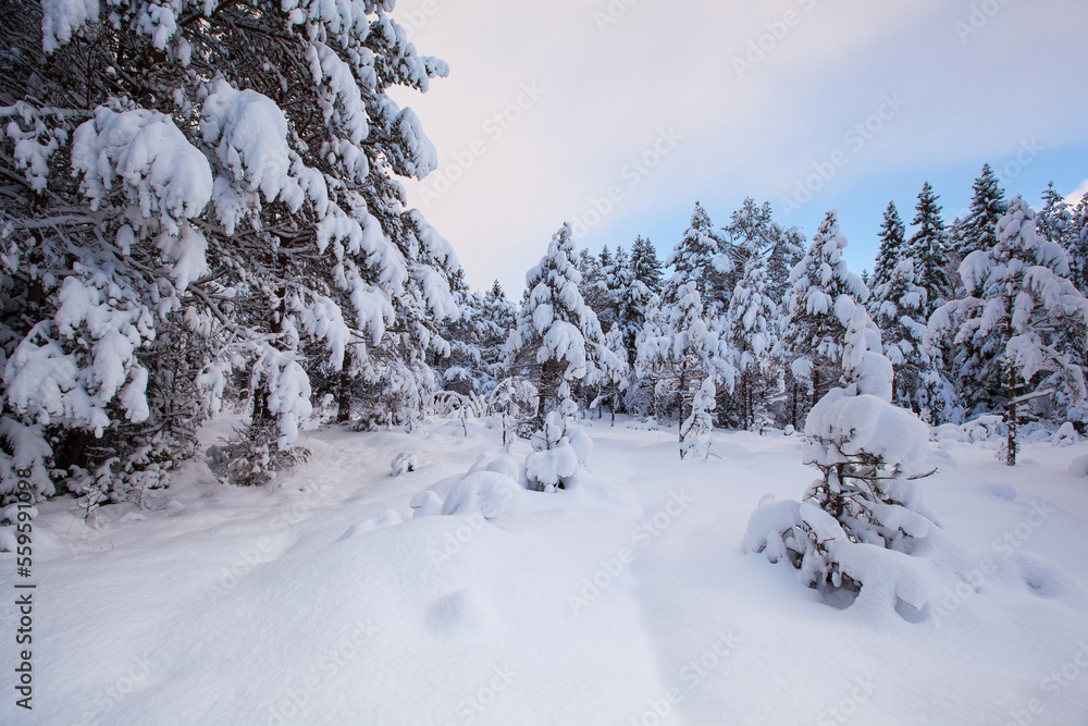 Foto beautiful winter landscape snow tree