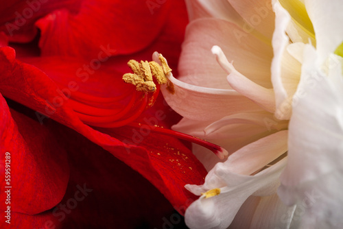 metaphor of love passion sex erotic couple  two amaryllis flowers touching each other