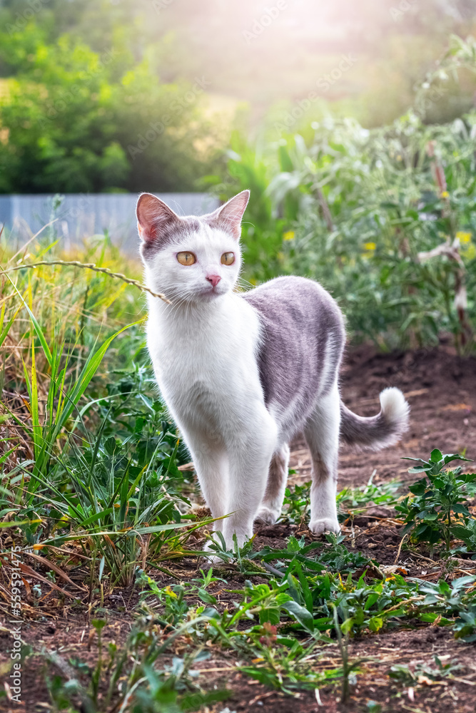 A white spotted cat in the garden among the vegetation