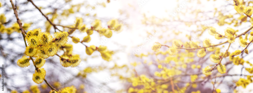 Willow branches with fluffy catkins in sunlight on a light background