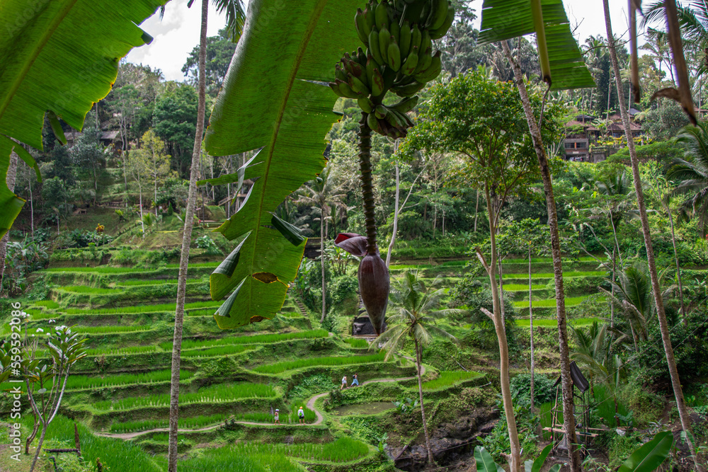 Φωτογραφία The Tegallalang rice terraces on the Indonesian holiday island of Bali