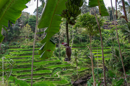 The Tegallalang rice terraces on the Indonesian holiday island of Bali