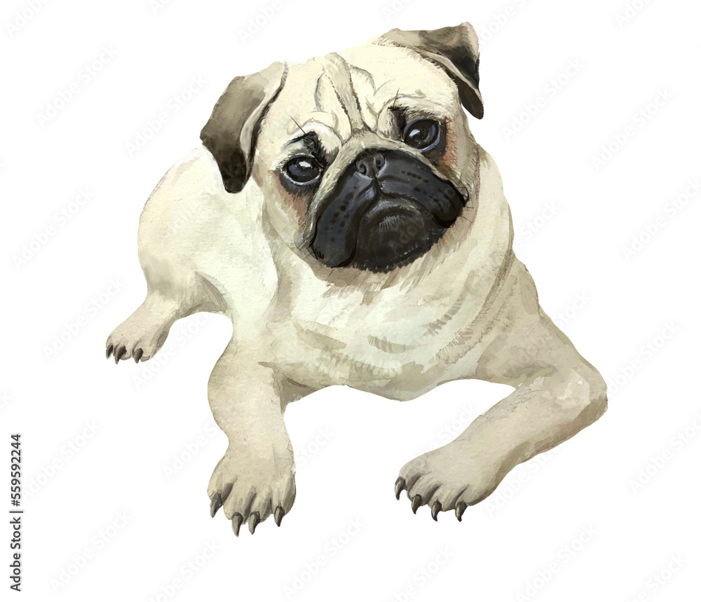 pug dog isolated on white background