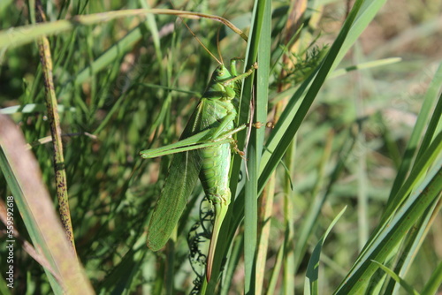 Grasshopper in the wind.