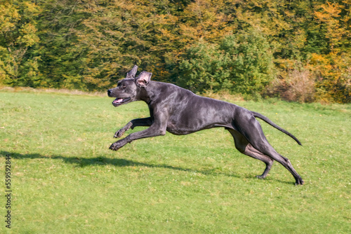 Blue Great Dane, one of the largest dog breeds, male, running playfully and powerfully across a green grass meadow in autumn, Germany 