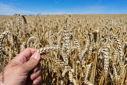 Eine Hand zieht einige reife Weizenähren nach vorne, endloses Weizenfeld, der Himmel bildet den Abschluß. photo