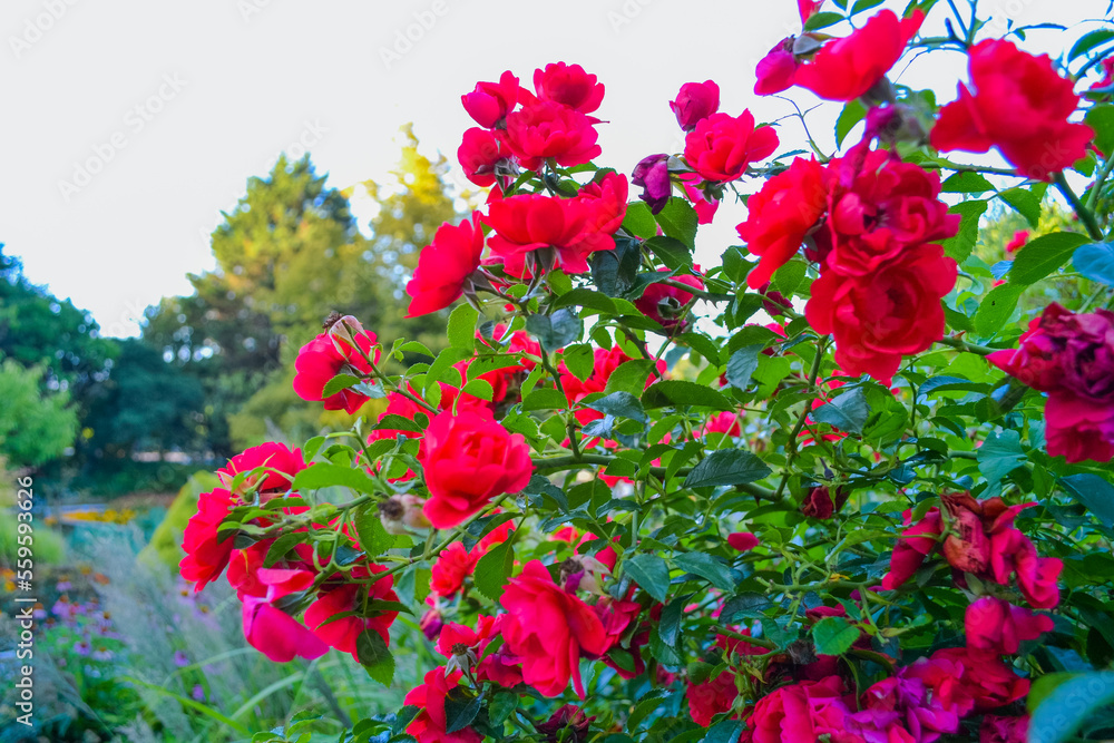 A large bush of red roses