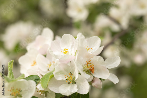 Close-up of white Apple blossoms on a bright light green background. An image for creating a calendar  book  or postcard. Selective focus.