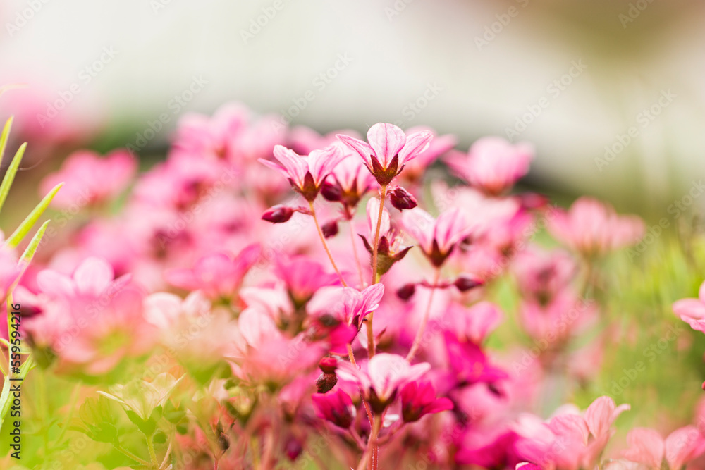 Sweet pink purple cosmos flowers in the field background. Selective focus.